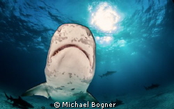 Tigershark Smiley by Michael Bogner 
